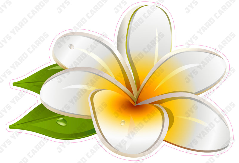 FLOWER: PLUMERIA