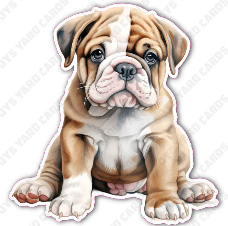 CUTE PUPPY: ENGLISH BULLDOG 4