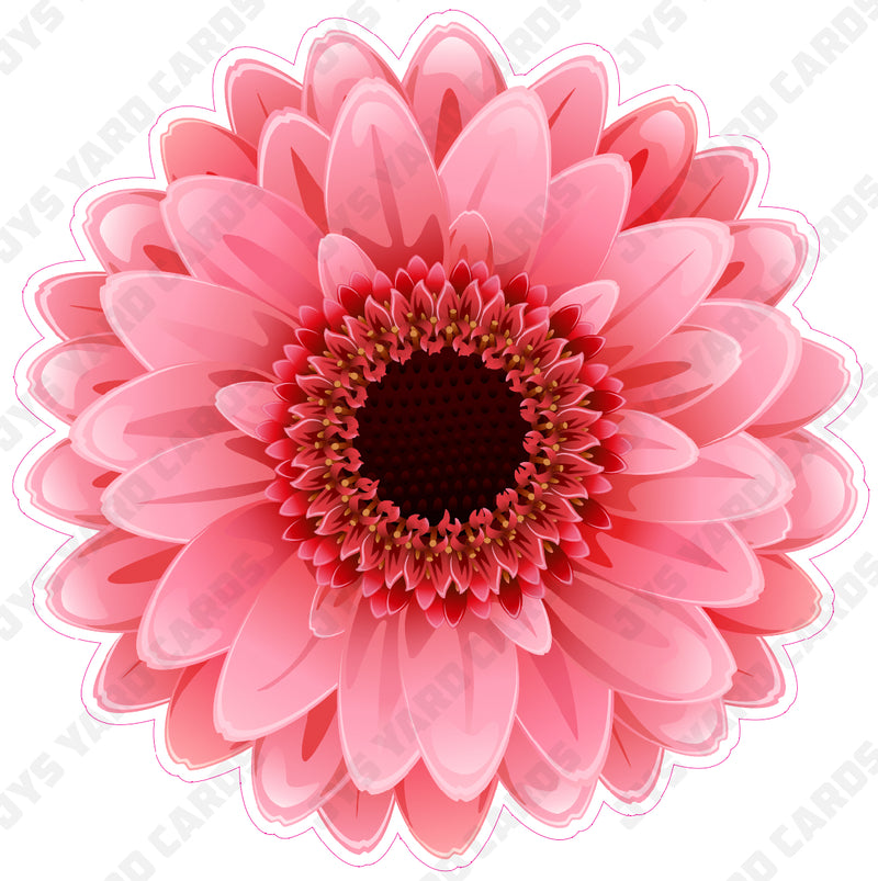 FLOWER: GERBERA PINK