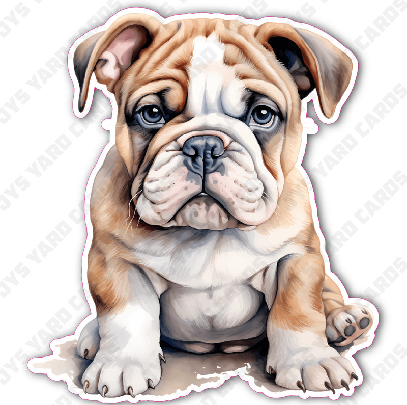 CUTE PUPPY: ENGLISH BULLDOG 2