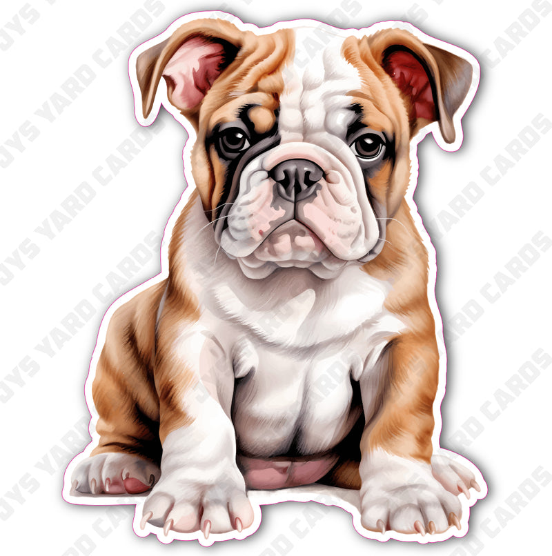 CUTE PUPPY: ENGLISH BULLDOG 1