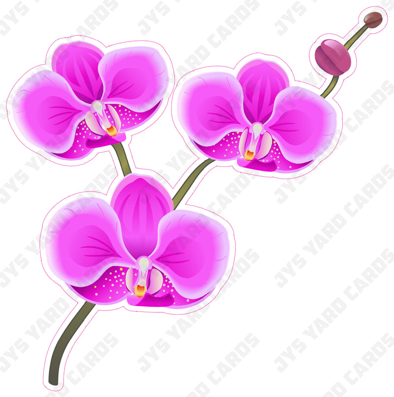 FLOWER: ORCHID