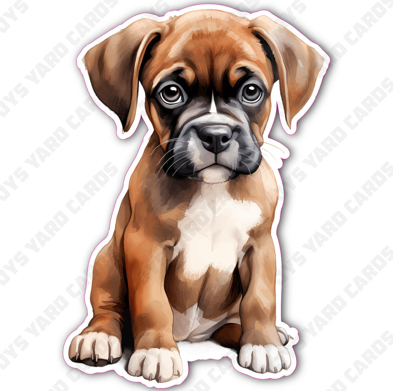 CUTE PUPPY: AMERICAN BULLDOG