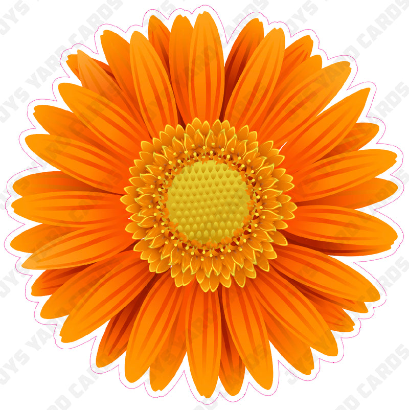 FLOWER: GERBERA