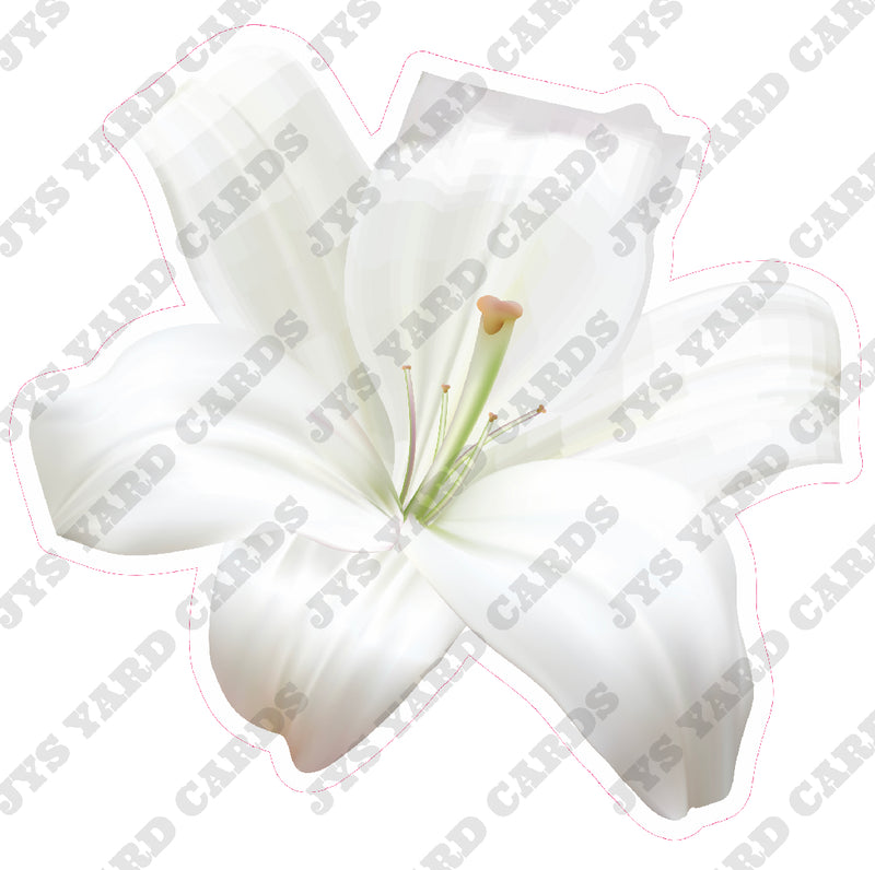 LILY FLOWER
