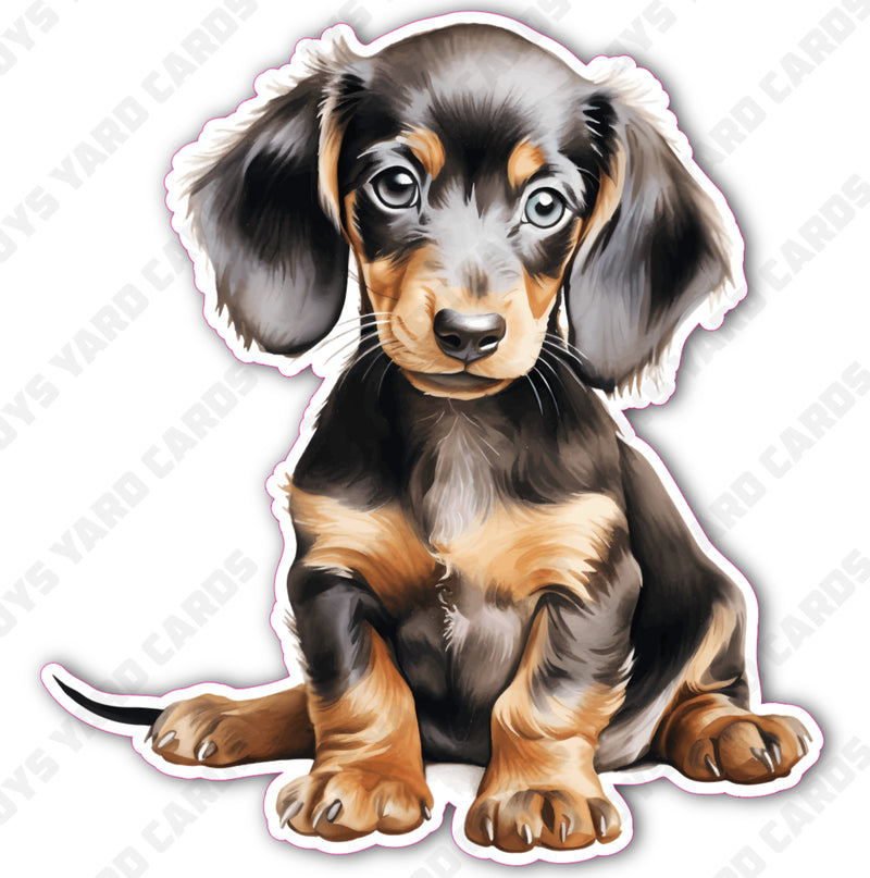 CUTE PUPPY: DACHSHUND￼