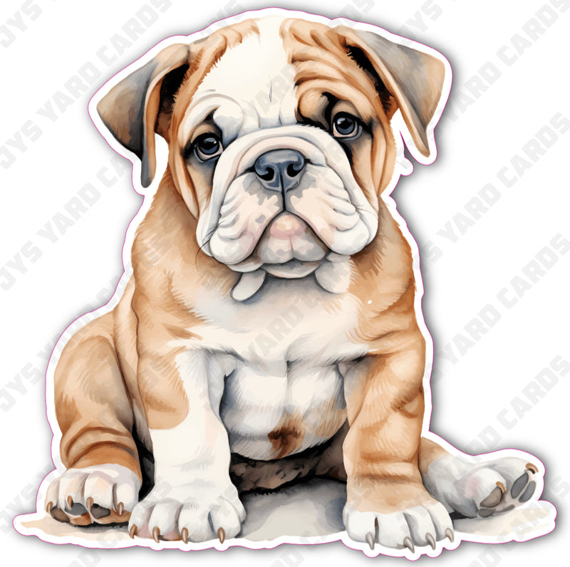 CUTE PUPPY: ENGLISH BULLDOG 3