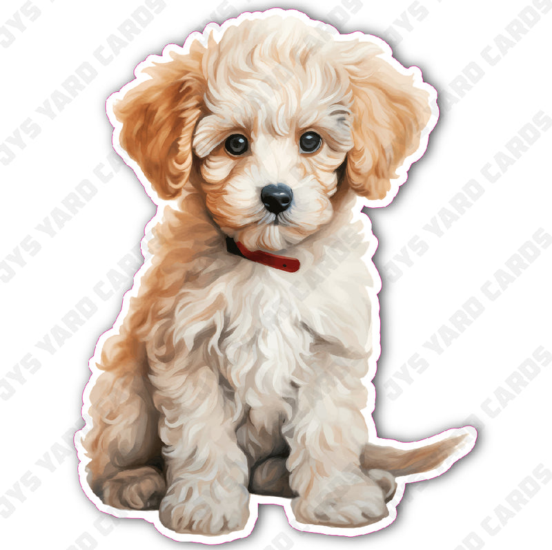 CUTE PUPPY: GOLDENDOODLE